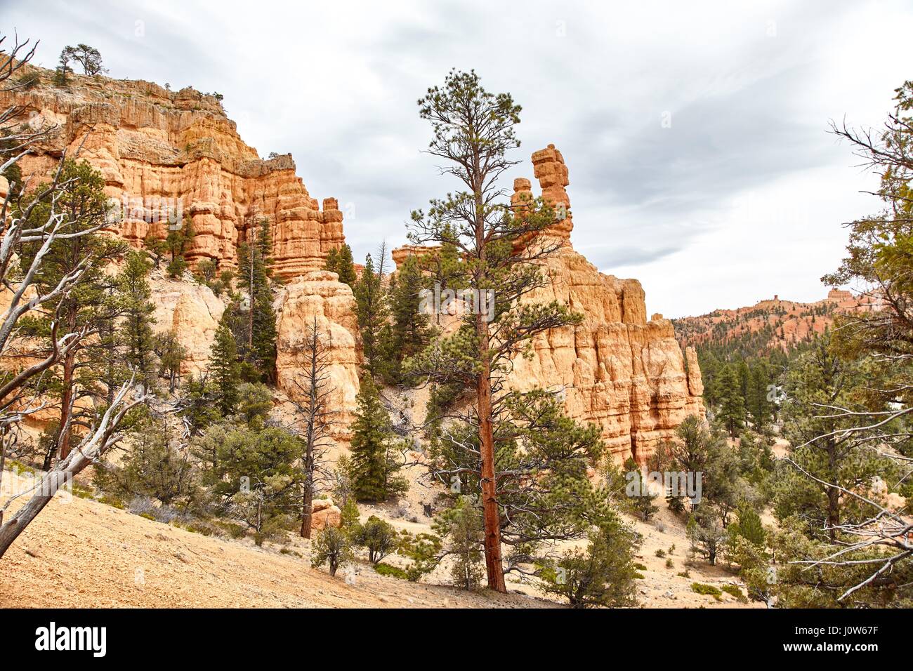 Très beau paysage dans le Parc National de Bryce Canyon, Utah, USA Banque D'Images