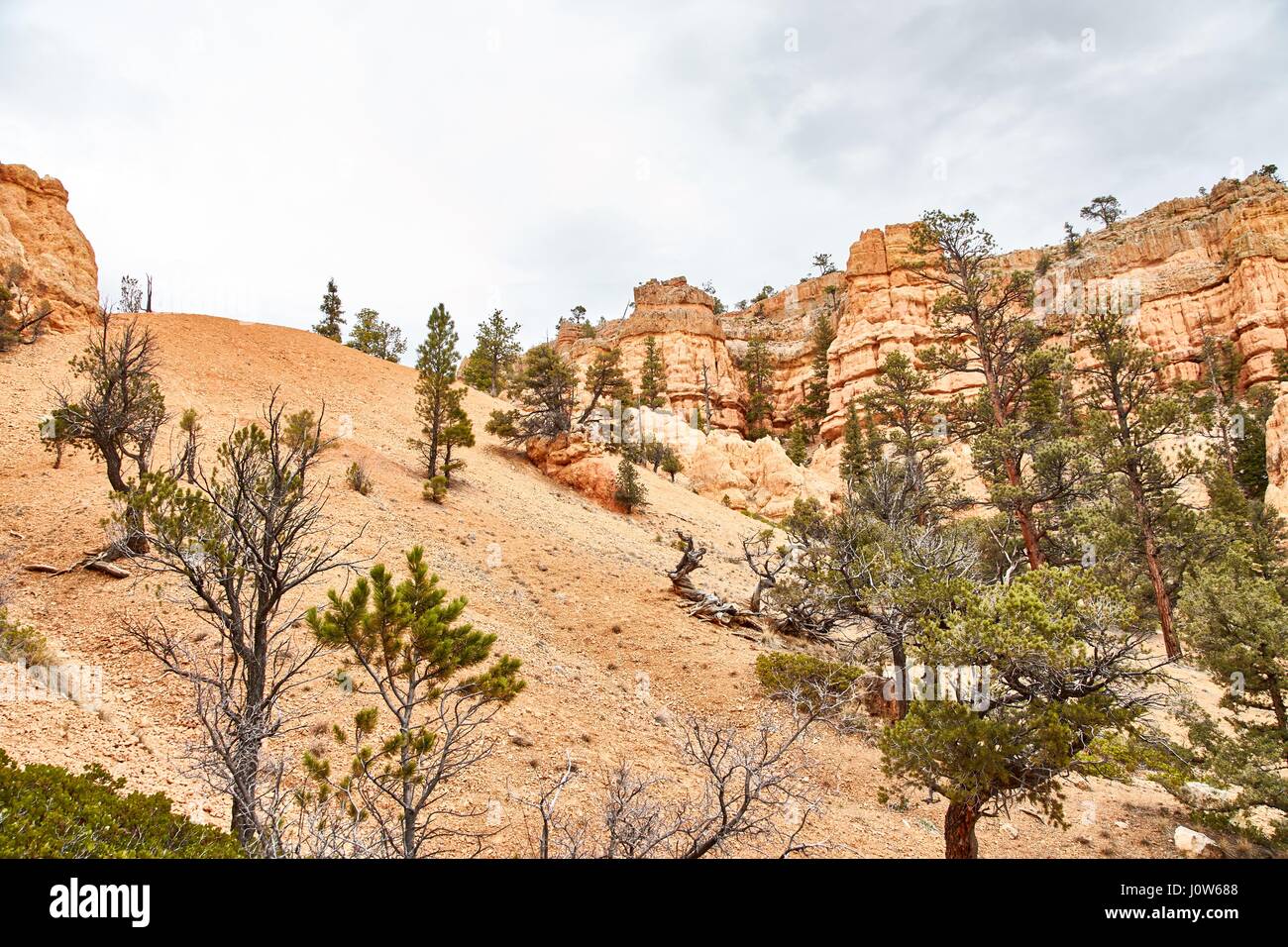 Très beau paysage dans le Parc National de Bryce Canyon, Utah, USA Banque D'Images