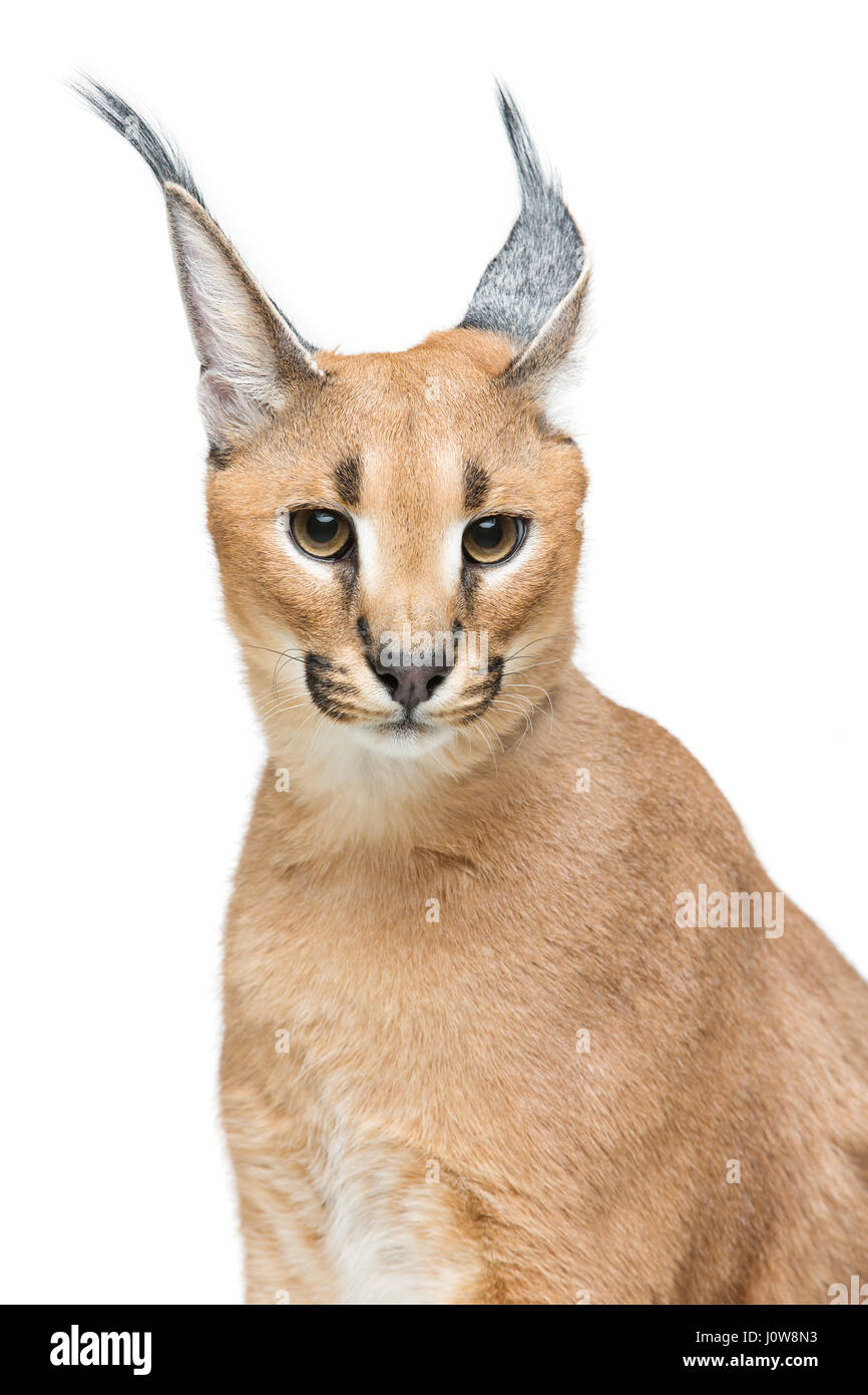 Beaux Lynx caracal 6 mois chaton assis sur fond blanc. Isolées. Studio shot. Copier l'espace. Banque D'Images