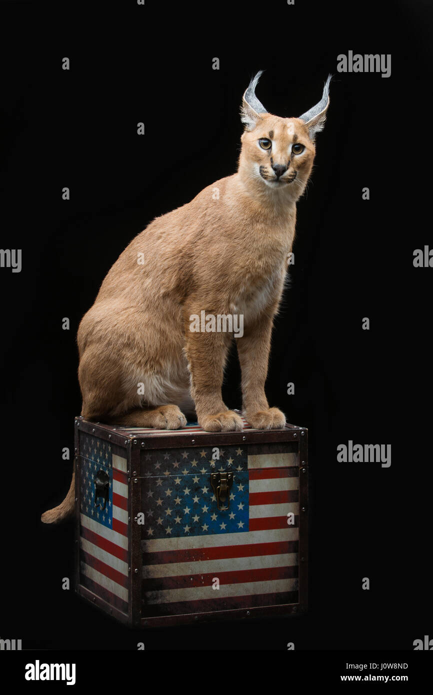 Beaux Lynx caracal 6 mois chaton assis sur fort avec le drapeau américain imprimer sur fond noir. Studio shot. Copier l'espace. Banque D'Images