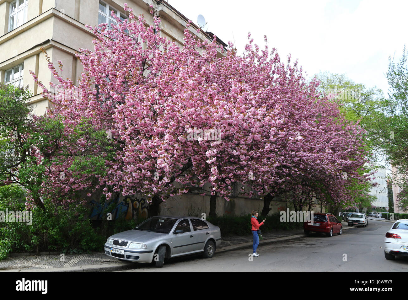 UZHGOROD, UKRAINE - le 14 avril 2017 : rose fleurs arbres de sakura dans les rues de la ville d'Uzhgorod, Transcarpatie, Ukraine. Sakura se retrouve à de nombreux Banque D'Images