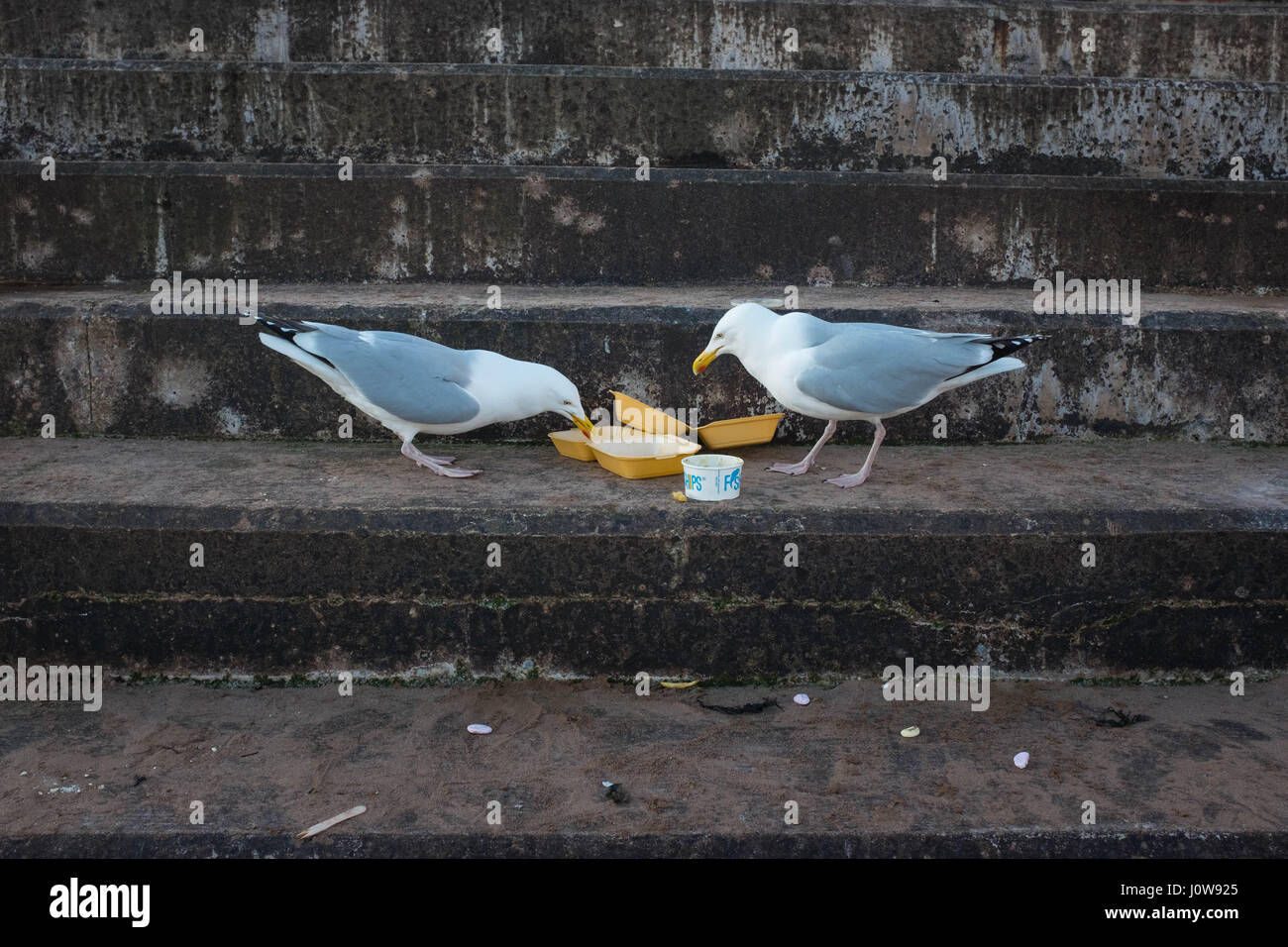 Deux mouettes de manger les restes d'un sac de copeaux sur les marches de la plage de Torquay dans le Devon, Royaume-Uni au printemps 2017. Banque D'Images