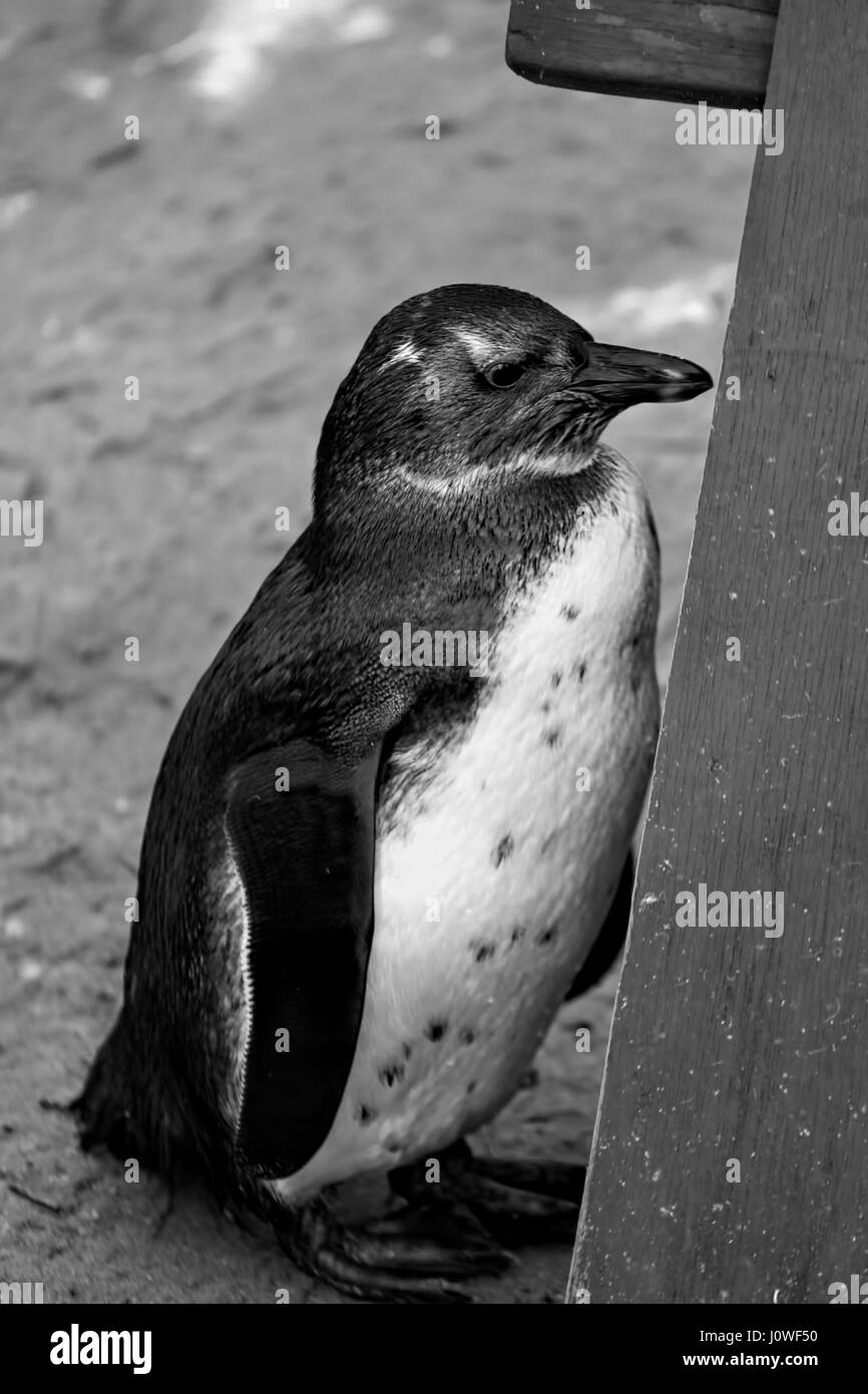 Penguin dans le zoo, UK Banque D'Images