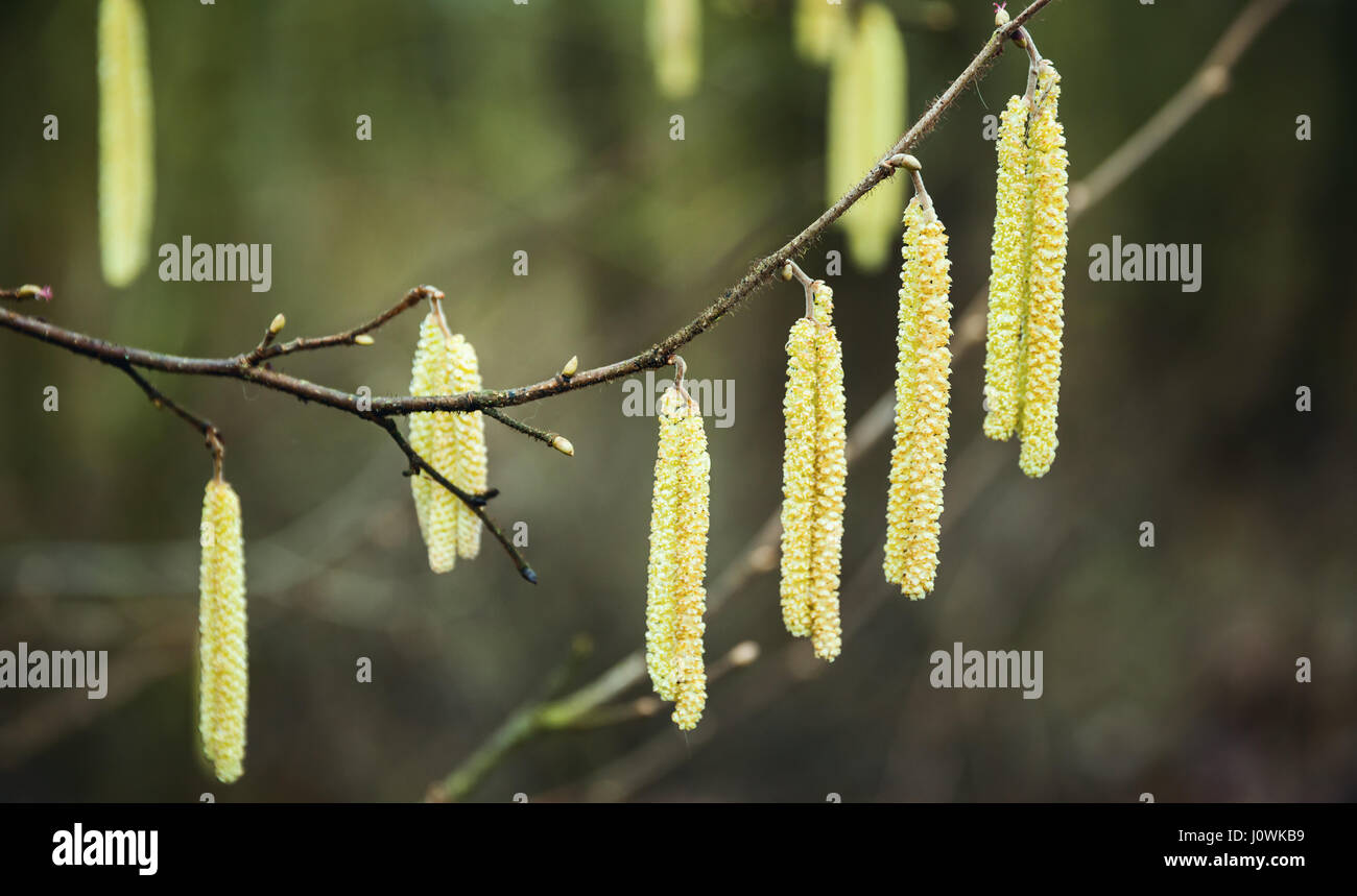 Bouleau vert frais des fleurs au printemps la forêt. Macro photo avec arrière-plan flou Banque D'Images