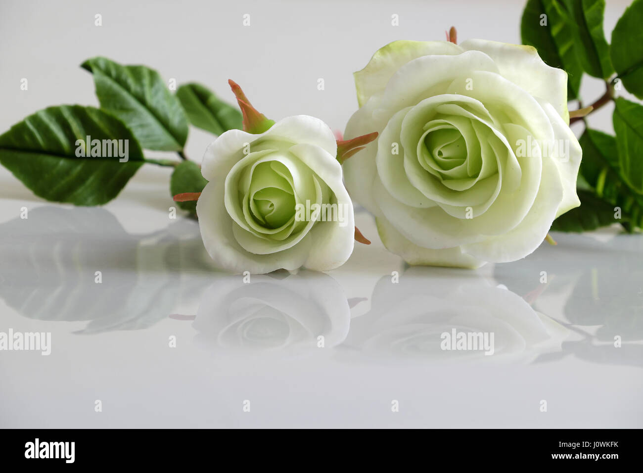 L'art d'argile merveilleux avec des roses blanches reflètent de fleurs sur fond blanc, de belles fleurs artificielles de l'artisanat habile avec Banque D'Images