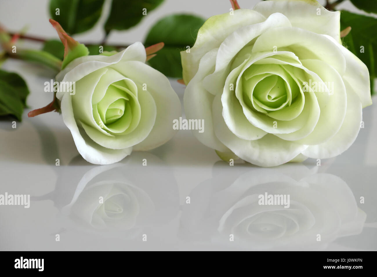 L'art d'argile merveilleux avec des roses blanches reflètent de fleurs sur fond blanc, de belles fleurs artificielles de l'artisanat habile avec Banque D'Images