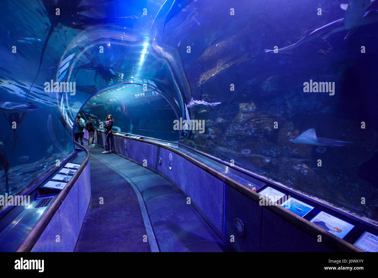 Le tunnel sous la mer à l'Aquarium de la baie au Pier 39, San Francisco, California, USA Banque D'Images