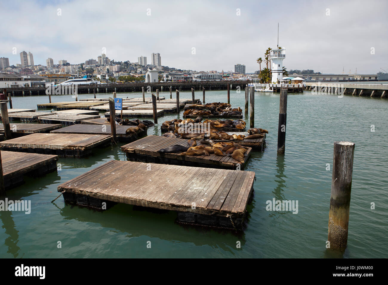 Les lions de mer au Pier 39, San Francisco, California, USA Banque D'Images