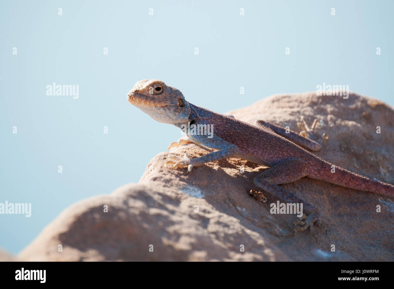 Jordanie : un Sinai agama, le lézard bleu, un dragon lizard trouvés dans les régions arides de Moyen-orient Banque D'Images