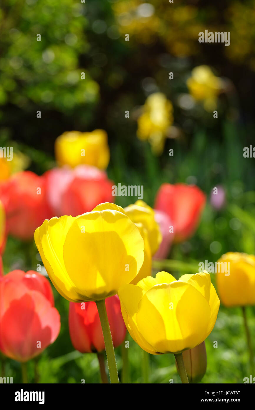 La floraison des tulipes au printemps Banque D'Images