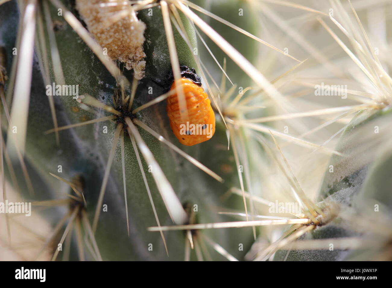 Close up macro de coccinelle, pupe ou ladybird ou ladybeetle (Coccinellidae), sur des épines de cactus du désert en Californie. Banque D'Images