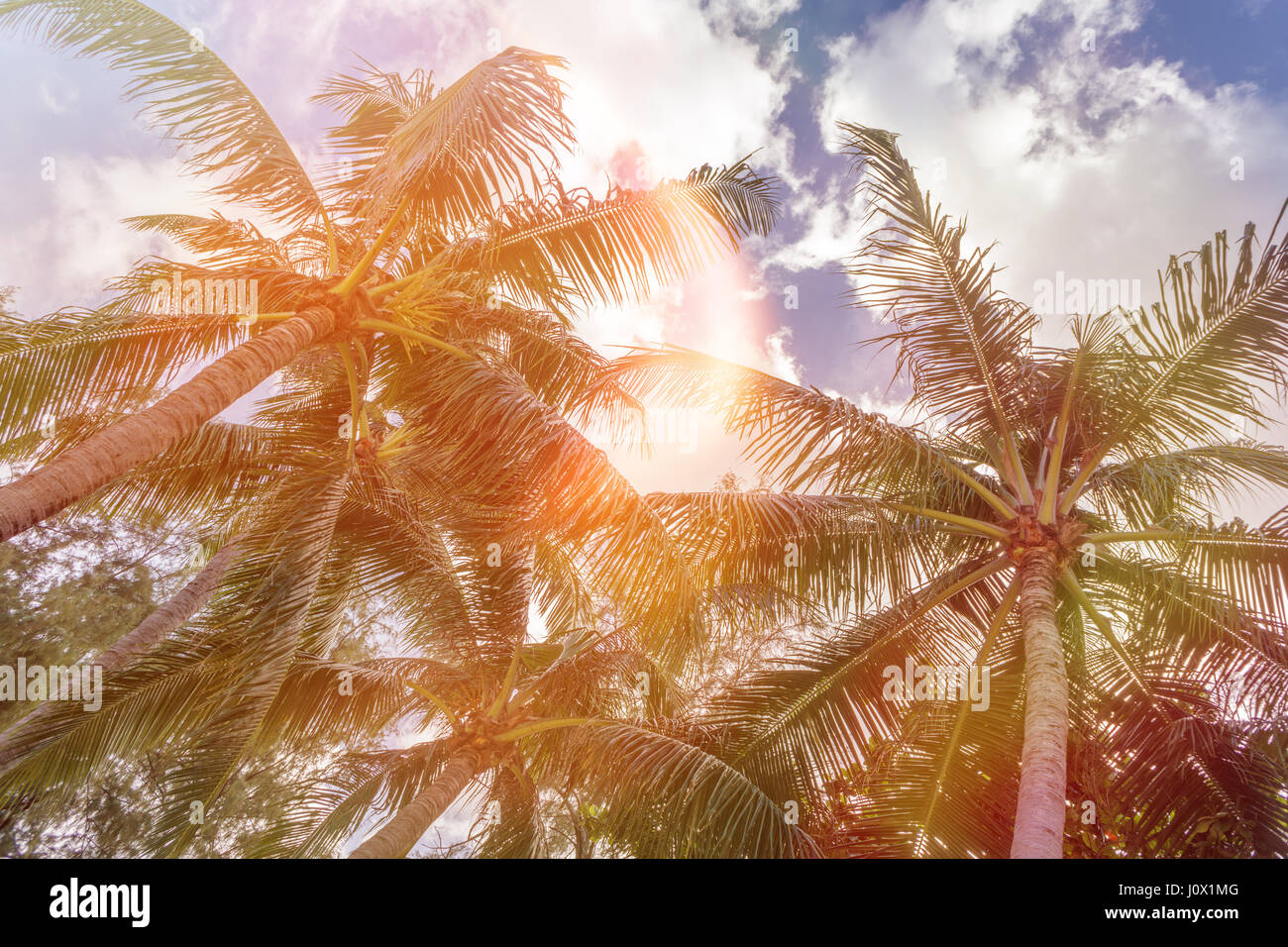 Palmiers sur fond de ciel bleu, des palmiers à la côte tropical vintage, tonique et stylisé, cocotier, arbre d'été ,retro Banque D'Images