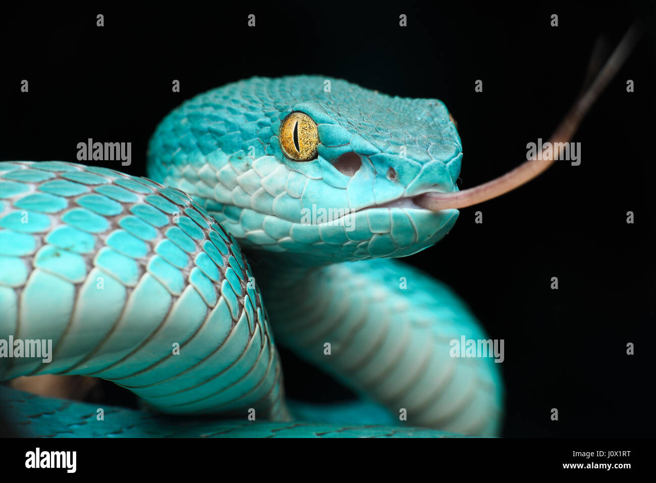 Snake Pit Viper (Trimeresurus albolabris insularis), Indonésie Banque D'Images
