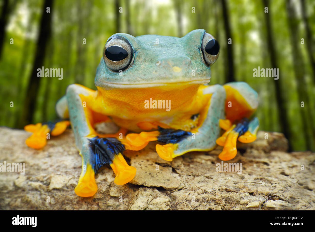 Close-up portrait of a tree frog assis sur un rocher, l'Indonésie Banque D'Images
