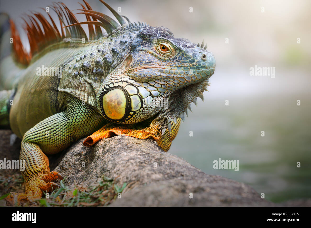 Iguana assis sur un rocher, l'Indonésie Banque D'Images