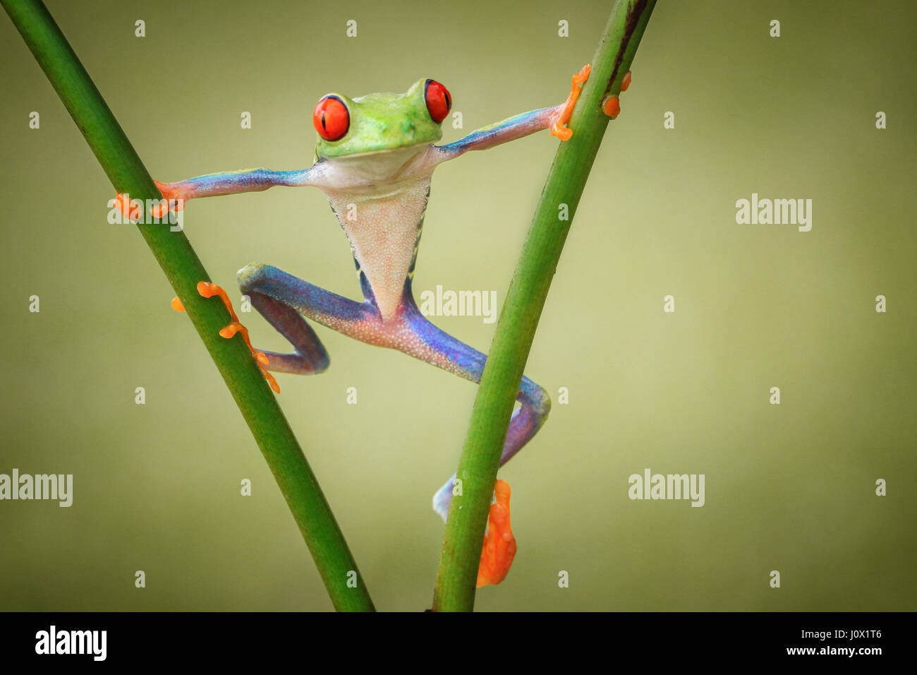 Grenouille d'arbre sur une usine, Indonésie Banque D'Images