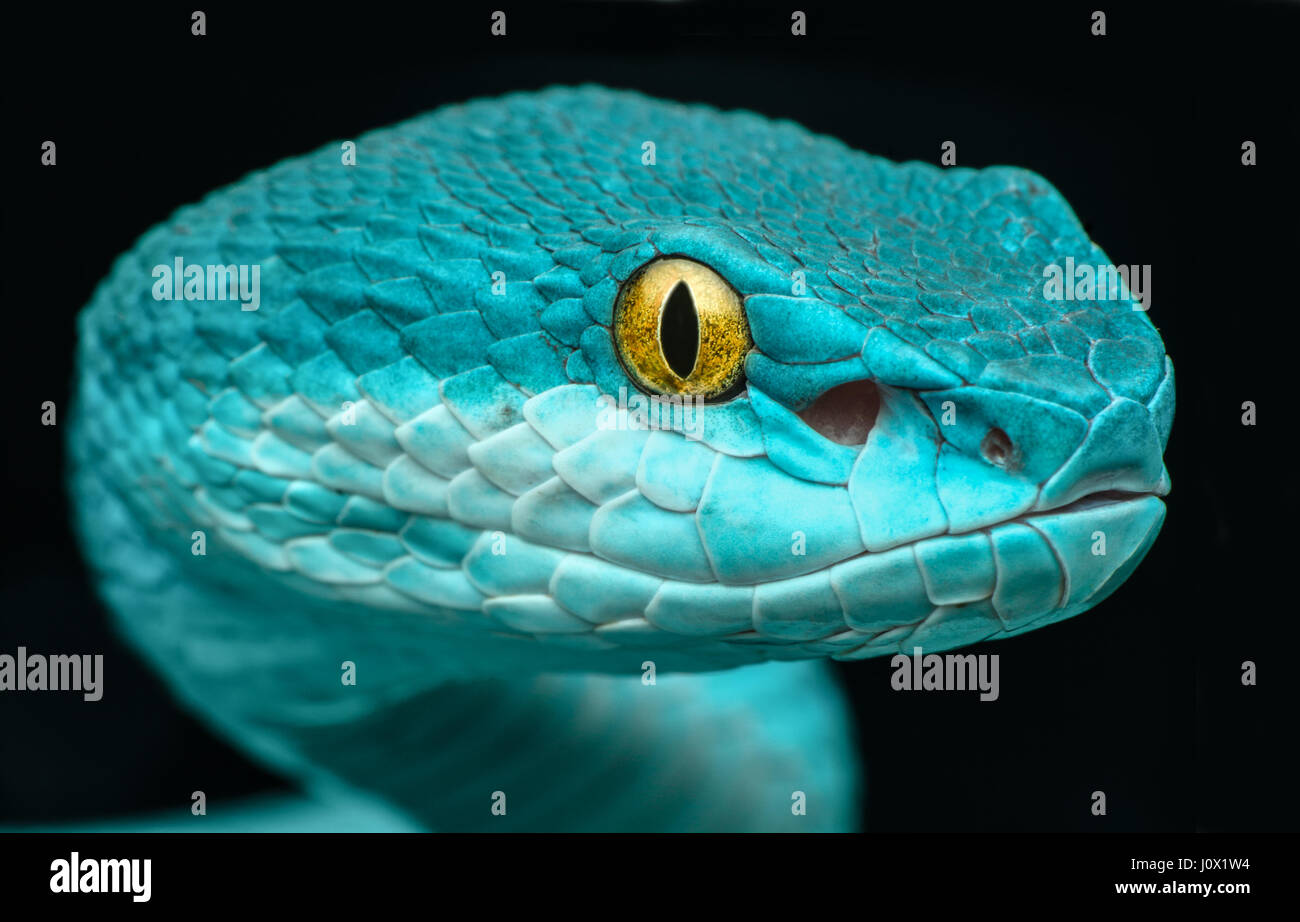 Close-up of Pit Viper serpent (Trimeresurus albolabris insularis), Indonésie Banque D'Images