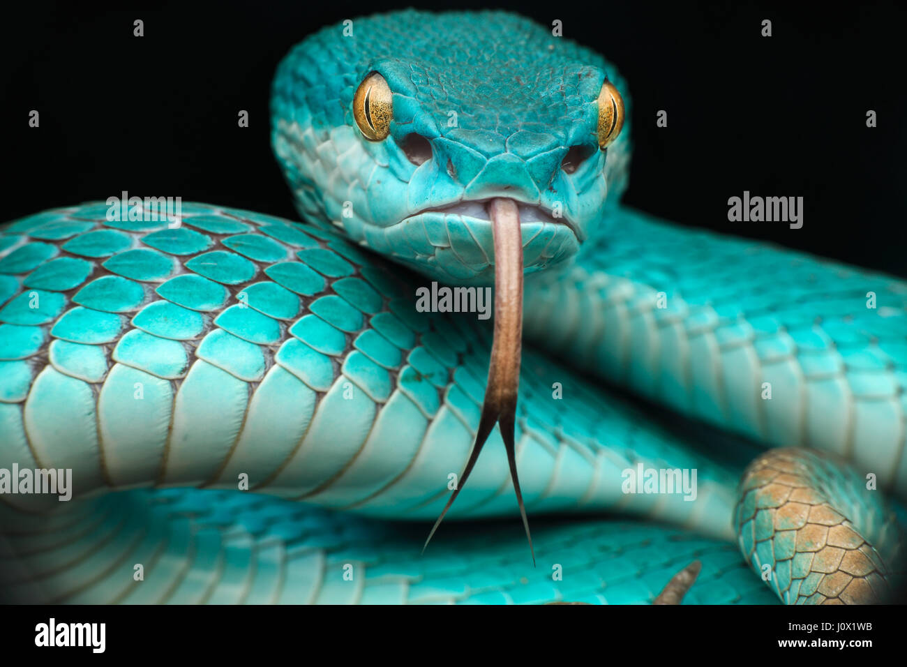 Gros plan d'un serpent vipère de Pit enroulé (Trimeresurus albolabris insularis), Indonésie Banque D'Images