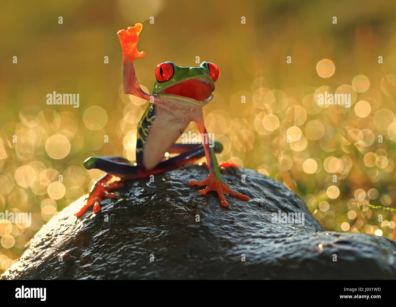 Grenouille d'arbre sur un rocher, l'Indonésie Banque D'Images