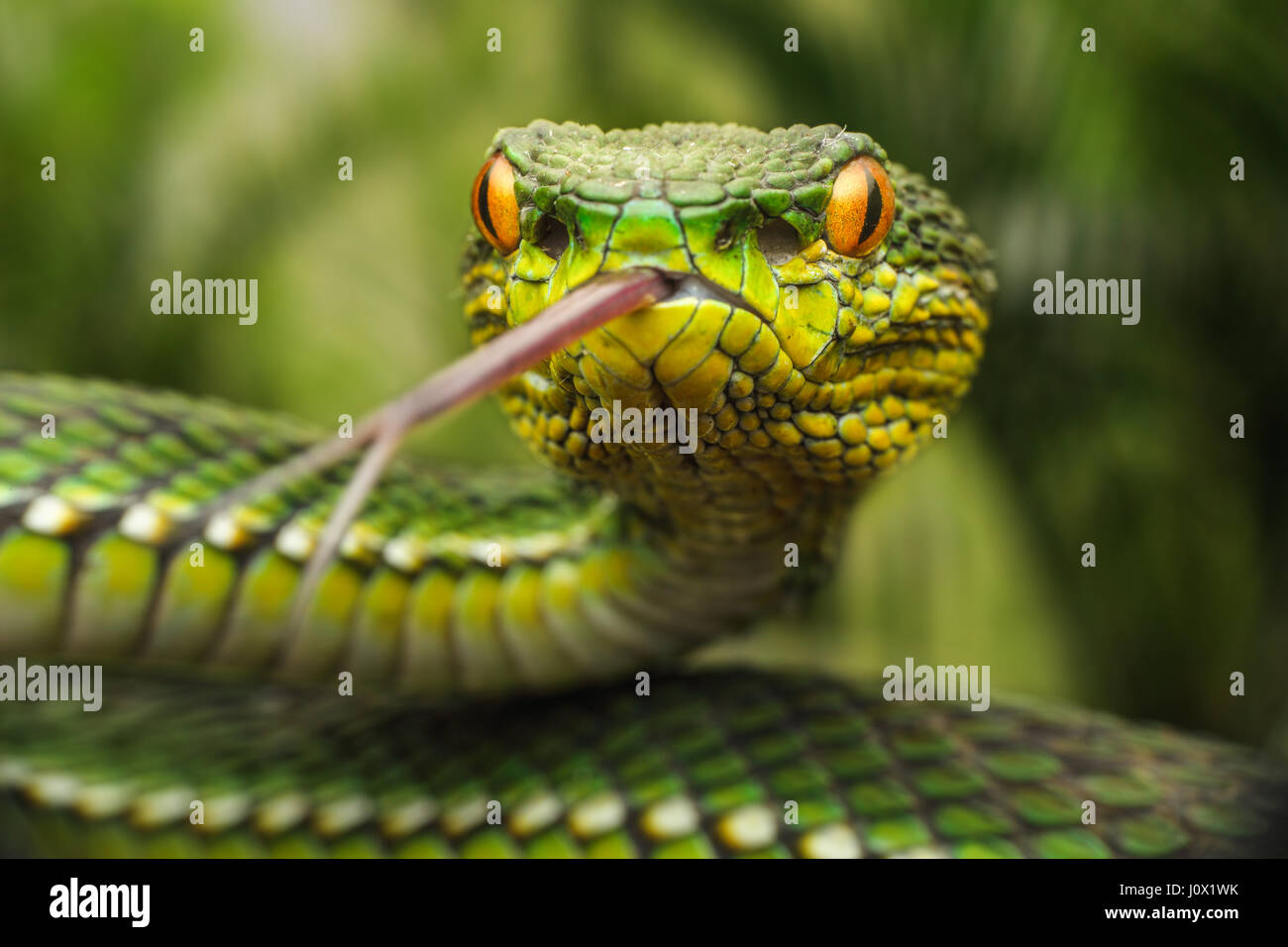 Pit Viper Mangrove (Trimeresurus cryptelytrops purpureomaculatus), Indonésie Banque D'Images