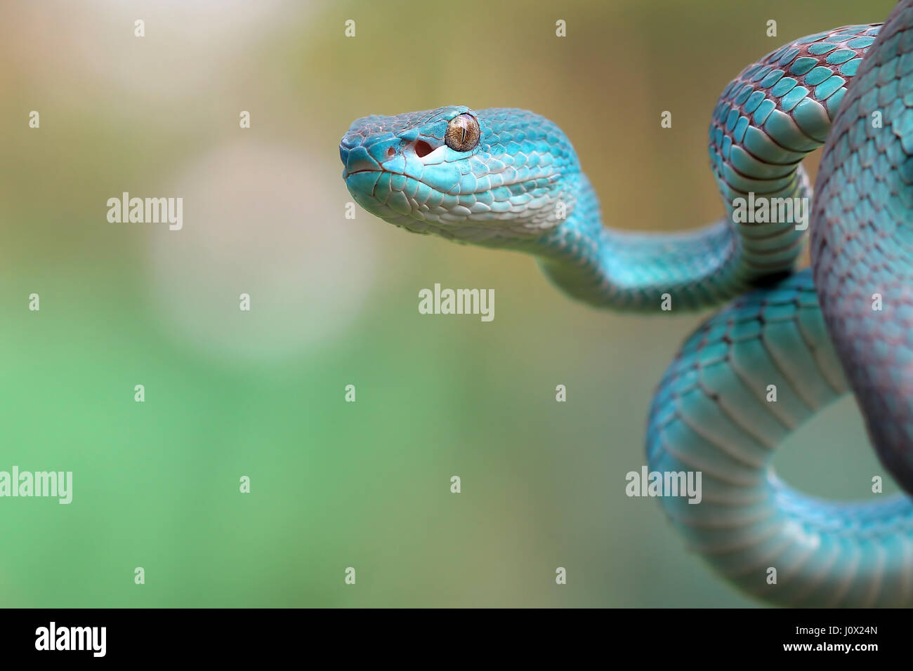 Viper bleu serpent, Indonésie Banque D'Images