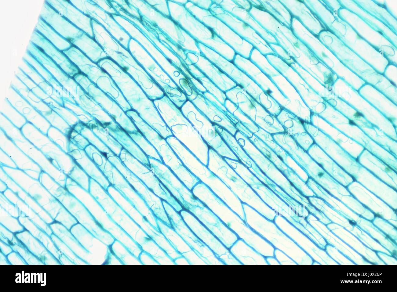 Le monde microscopique. L'épiderme d'oignon avec les cellules. Banque D'Images