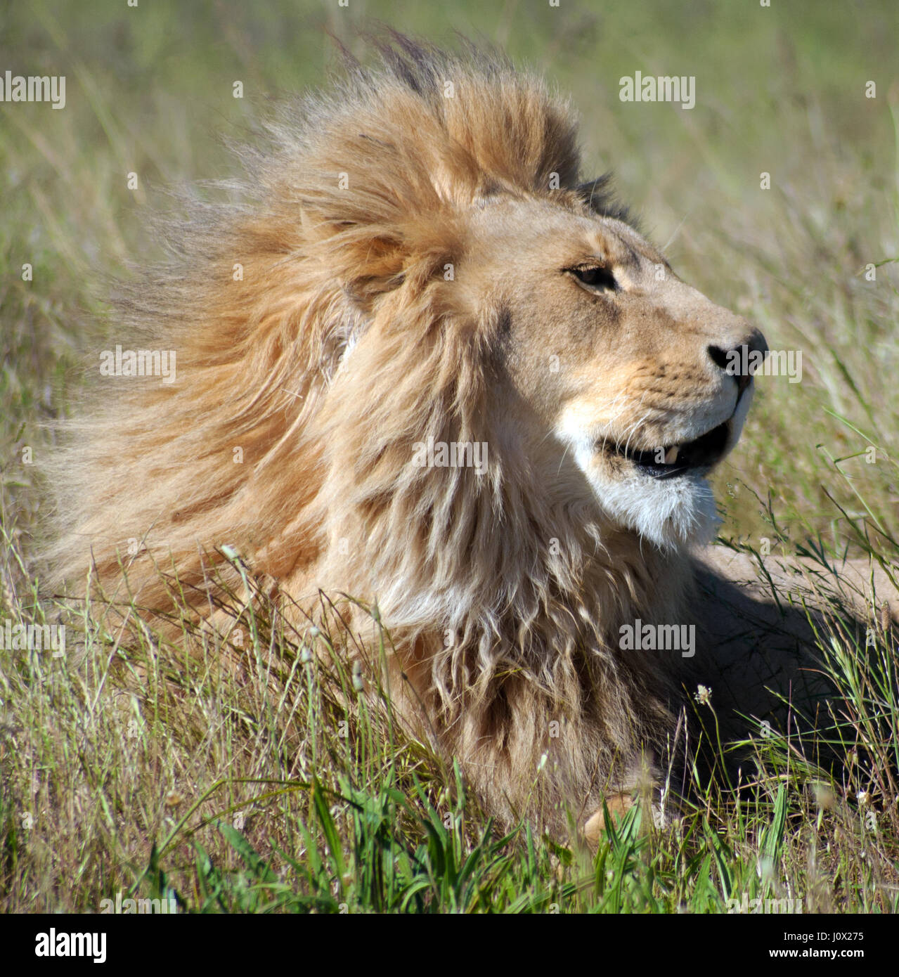 Portrait d'un lion, Limpopo, Afrique du Sud Banque D'Images