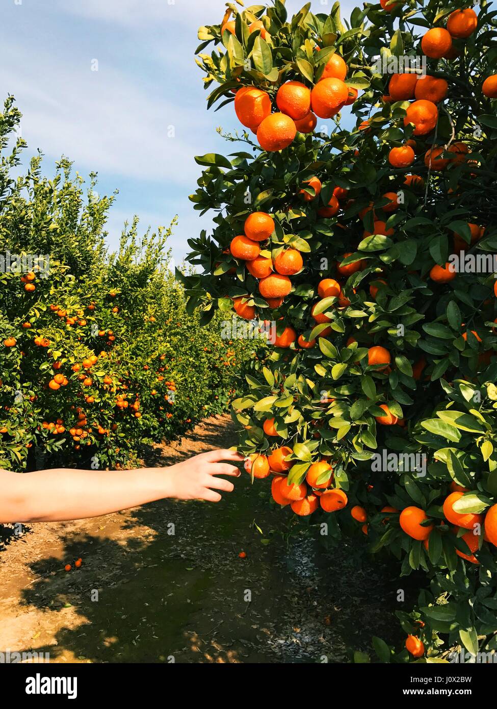 Main de garçon cueillant une orange d'un arbre, Californie, États-Unis Banque D'Images