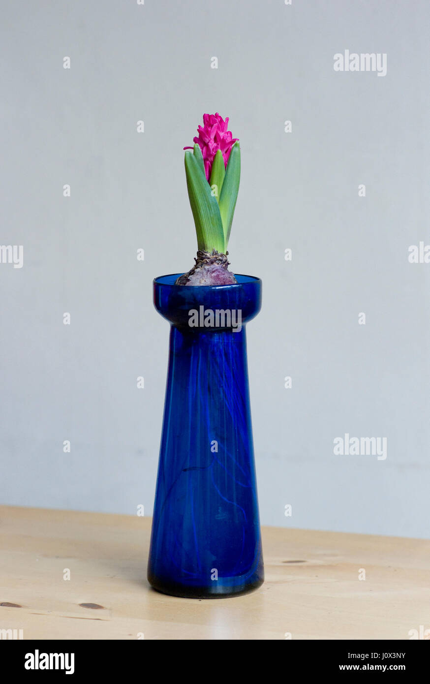 Victorien Antique vases en verre ampoule jacinthe avec des ampoules qui sont forcées à fleurir à temps pour Noël et sont cultivées à l'intérieur Banque D'Images