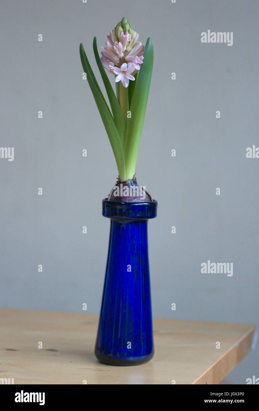 Victorien Antique vases en verre ampoule jacinthe avec des ampoules qui sont forcées à fleurir à temps pour Noël et sont cultivées à l'intérieur Banque D'Images