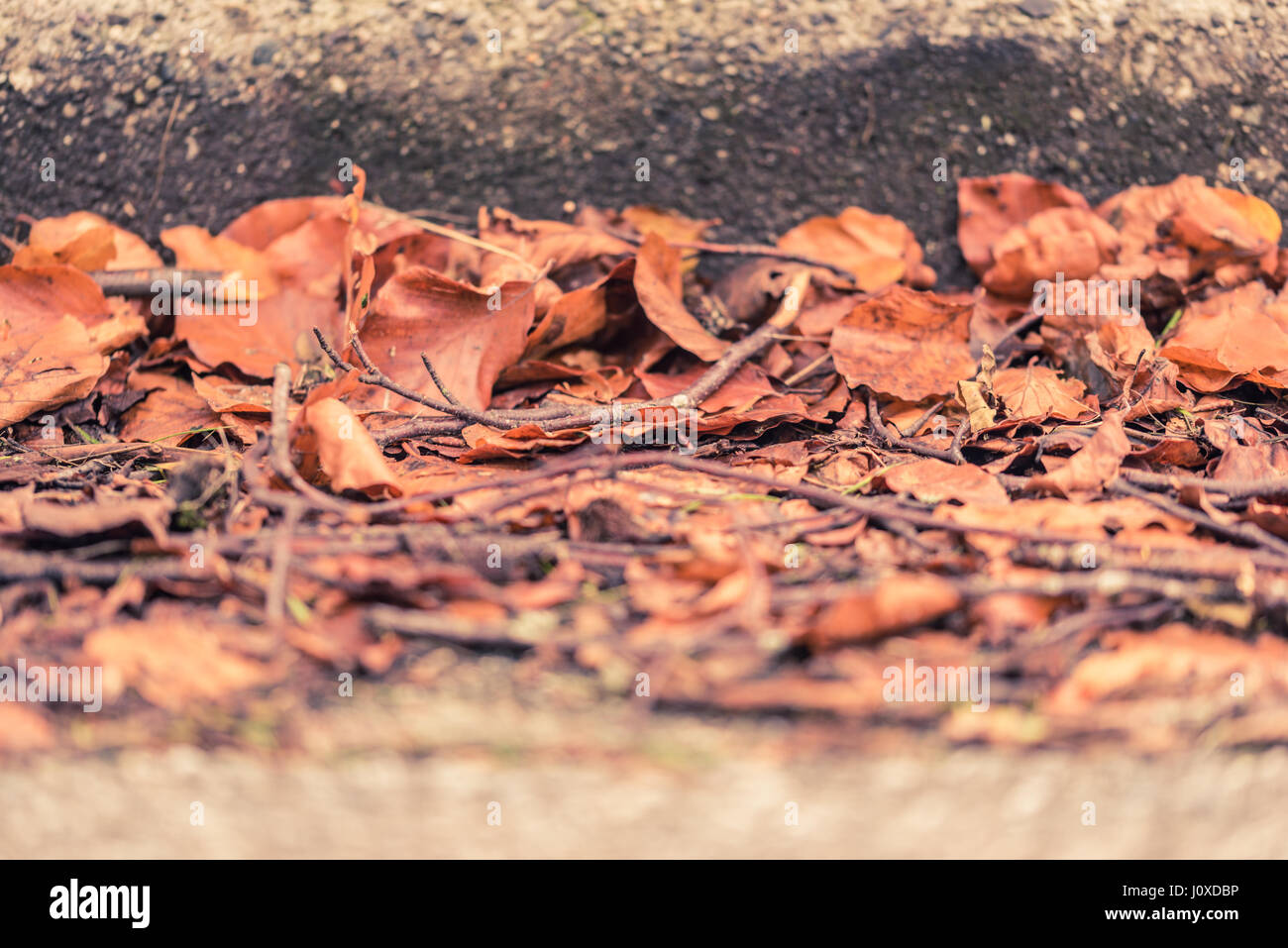 Les feuilles sèches et tombé sur une rue à côté de trottoir à l'automne ou à l'automne à Vancouver, Canada. Banque D'Images
