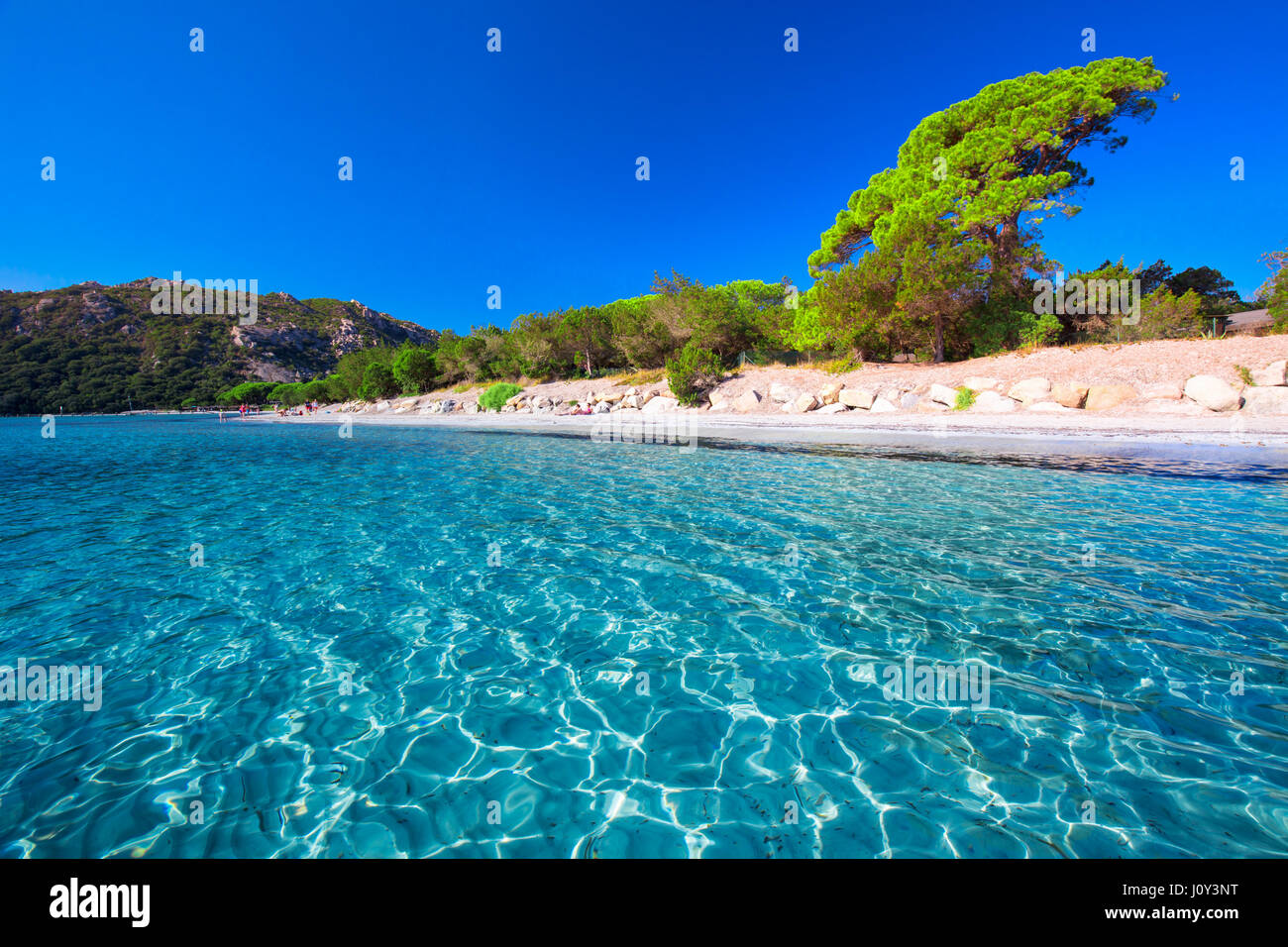 Plage de sable de Santa Giulia et de pins et d'azur de l'eau claire, Corse, France, Europe Banque D'Images