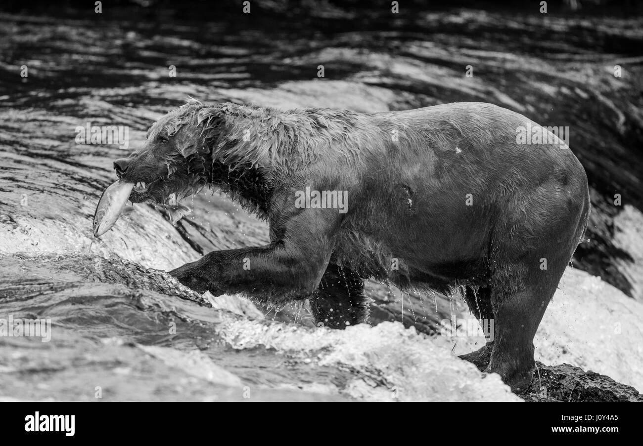 Ours brun avec du saumon dans sa bouche. USA. De l'Alaska. Kathmai Parc National. Grande illustration. Banque D'Images