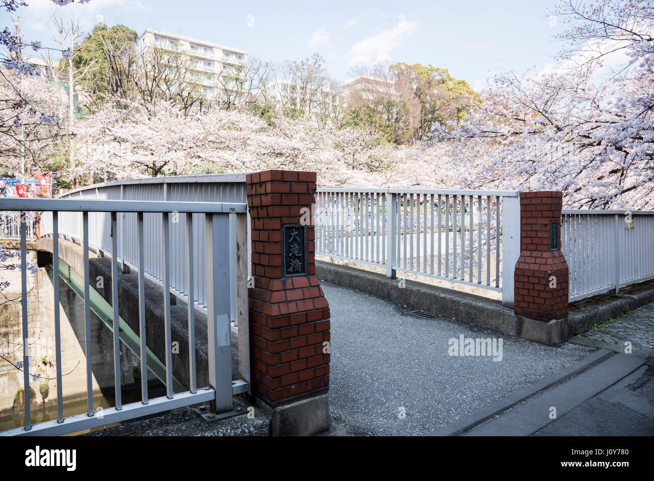 Fleur de cerisier, près de Hotel Chinzanso Tokyo, Bunkyo-Ku, Tokyo, Japon Banque D'Images