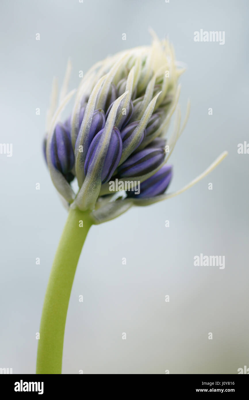 Fleur de Scilla peruviana Banque D'Images