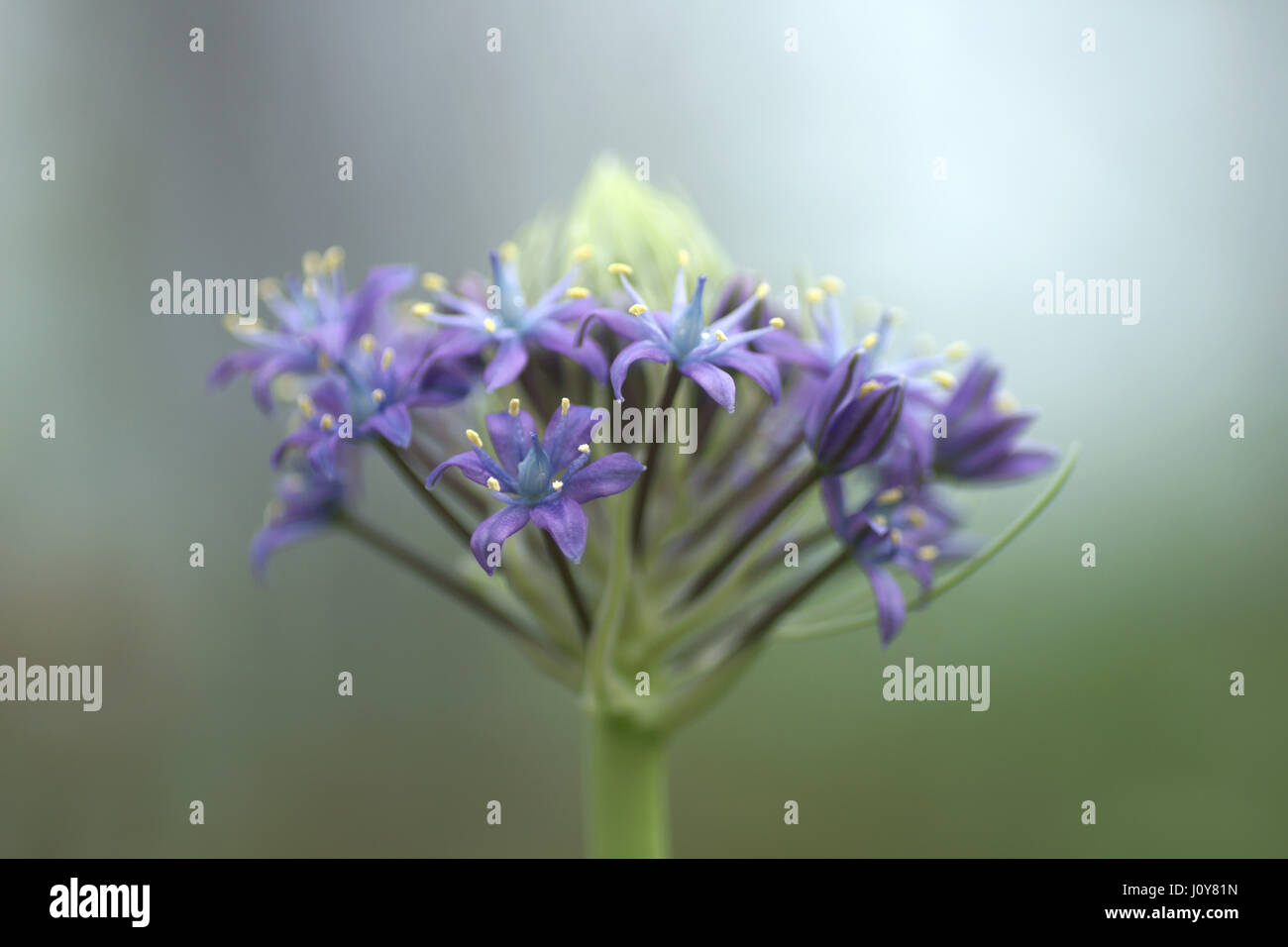 Fleur de Scilla peruviana Banque D'Images