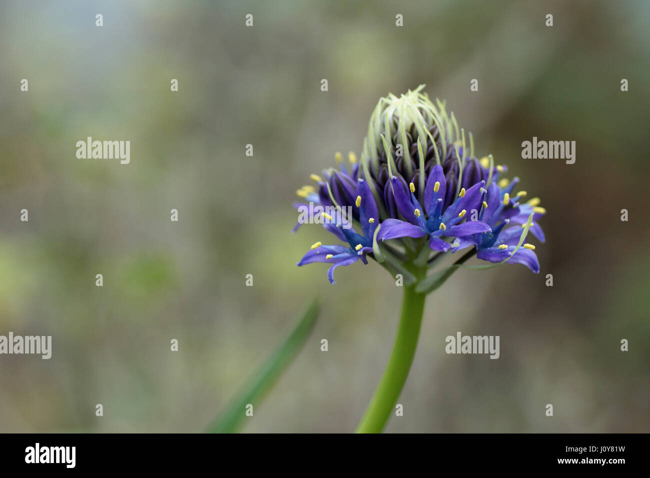 Fleur de Scilla peruviana Banque D'Images
