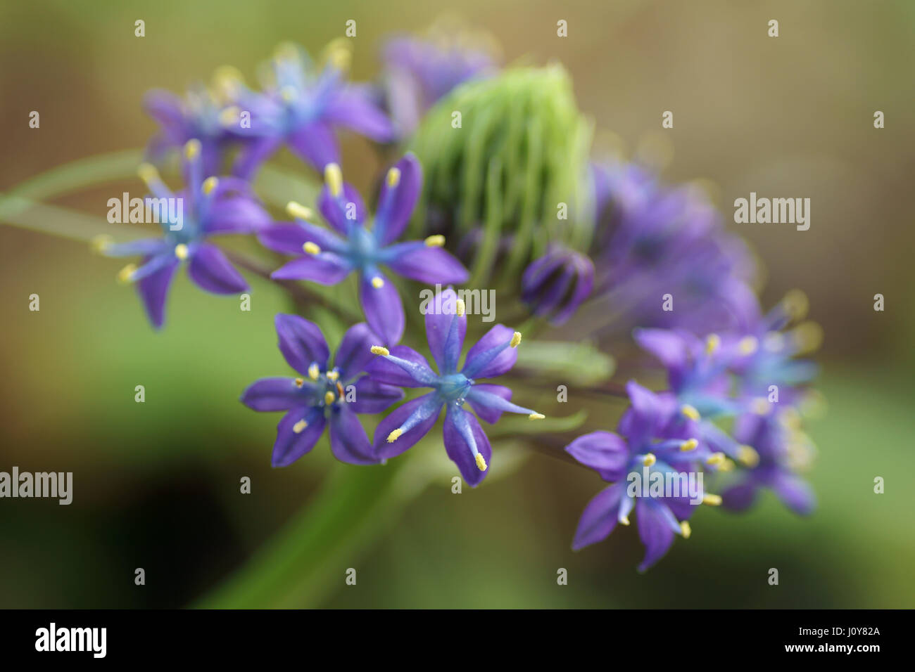 Fleur de Scilla peruviana Banque D'Images