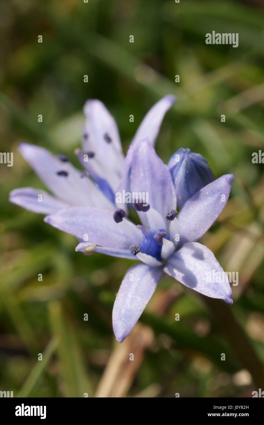 Scilla verna Banque D'Images