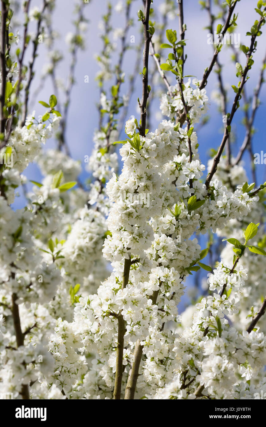 Prunus domestica. 'Opal' Plum Blossom au printemps. Banque D'Images