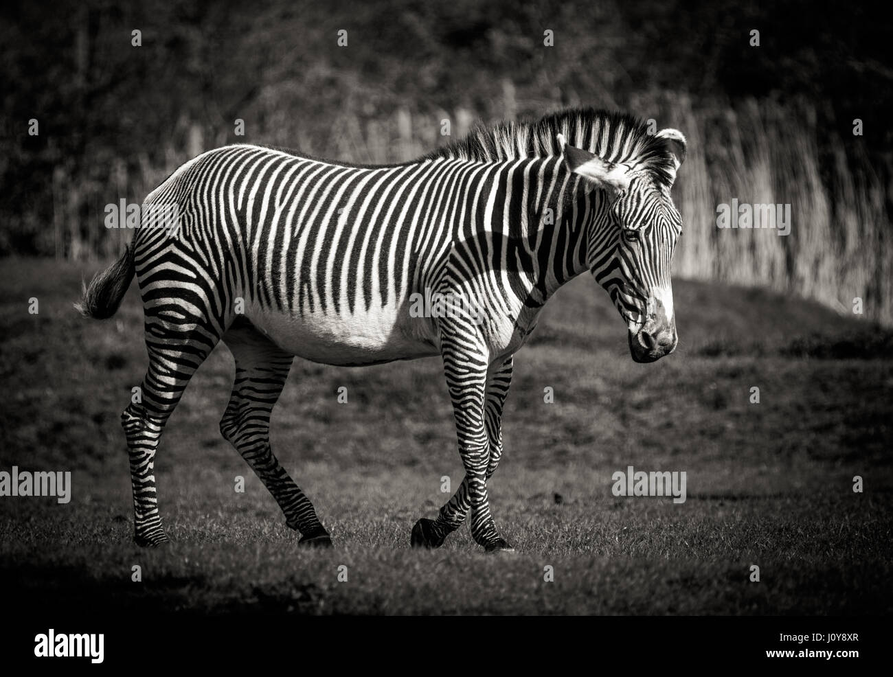 Grevys Zebra en noir et blanc Banque D'Images