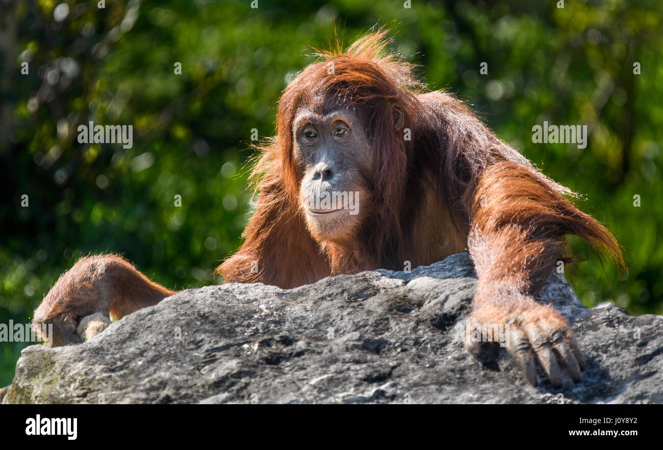 Un jeune orang-outan grimpant sur un rocher Banque D'Images