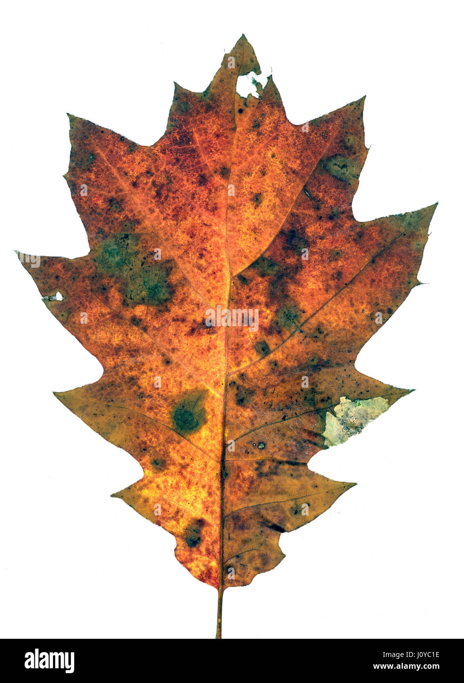 Feuille de chêne blanc de l'automne sur backfround automne ion Banque D'Images