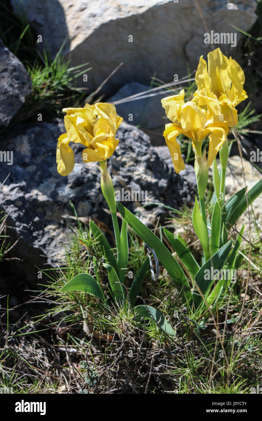 Iris lutescens au printemps autour de Gardanne en Provence Banque D'Images