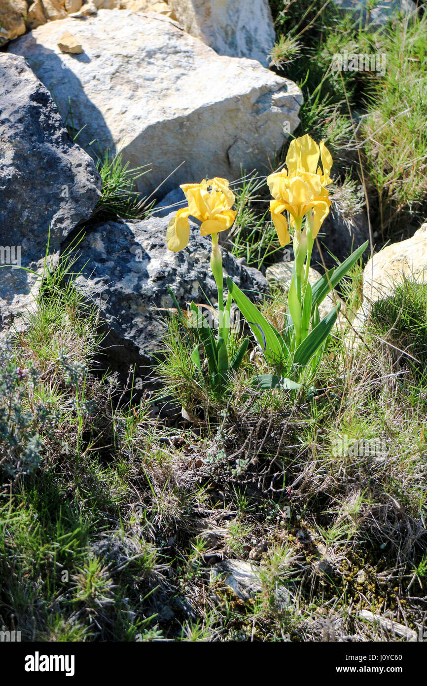 Iris lutescens au printemps autour de Gardanne en Provence Banque D'Images