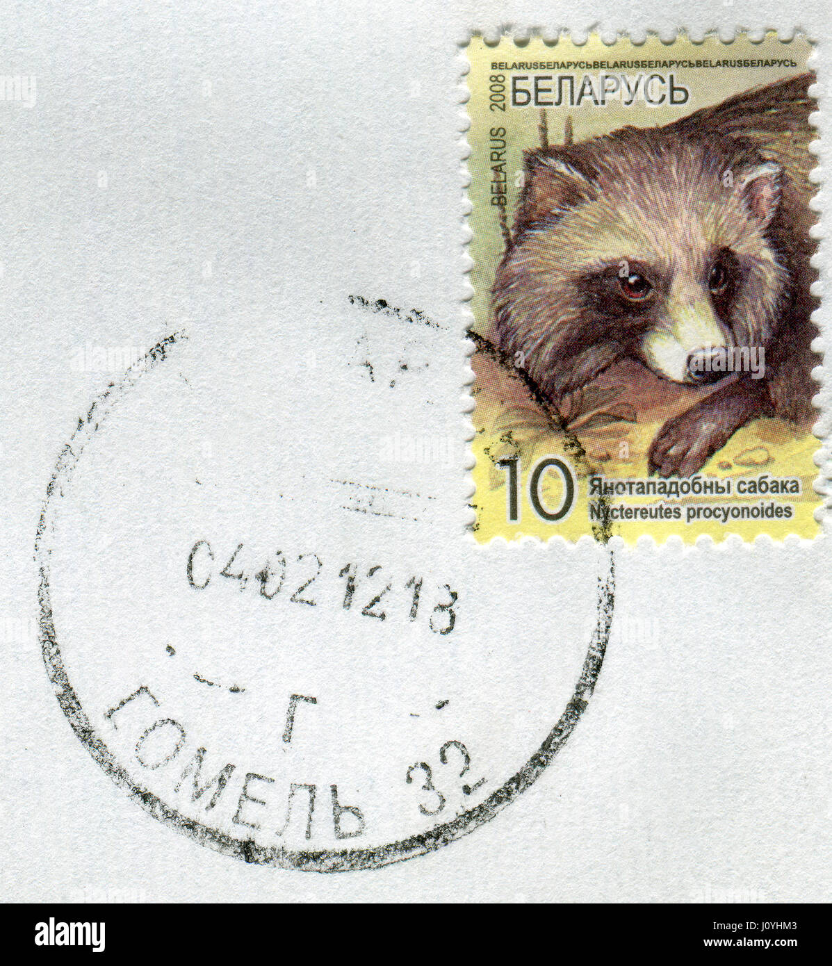 GOMEL, BÉLARUS, le 15 avril 2017. Timbres en Bélarus montre image de l'Nuctereutes procyonoides, vers 2008. Banque D'Images