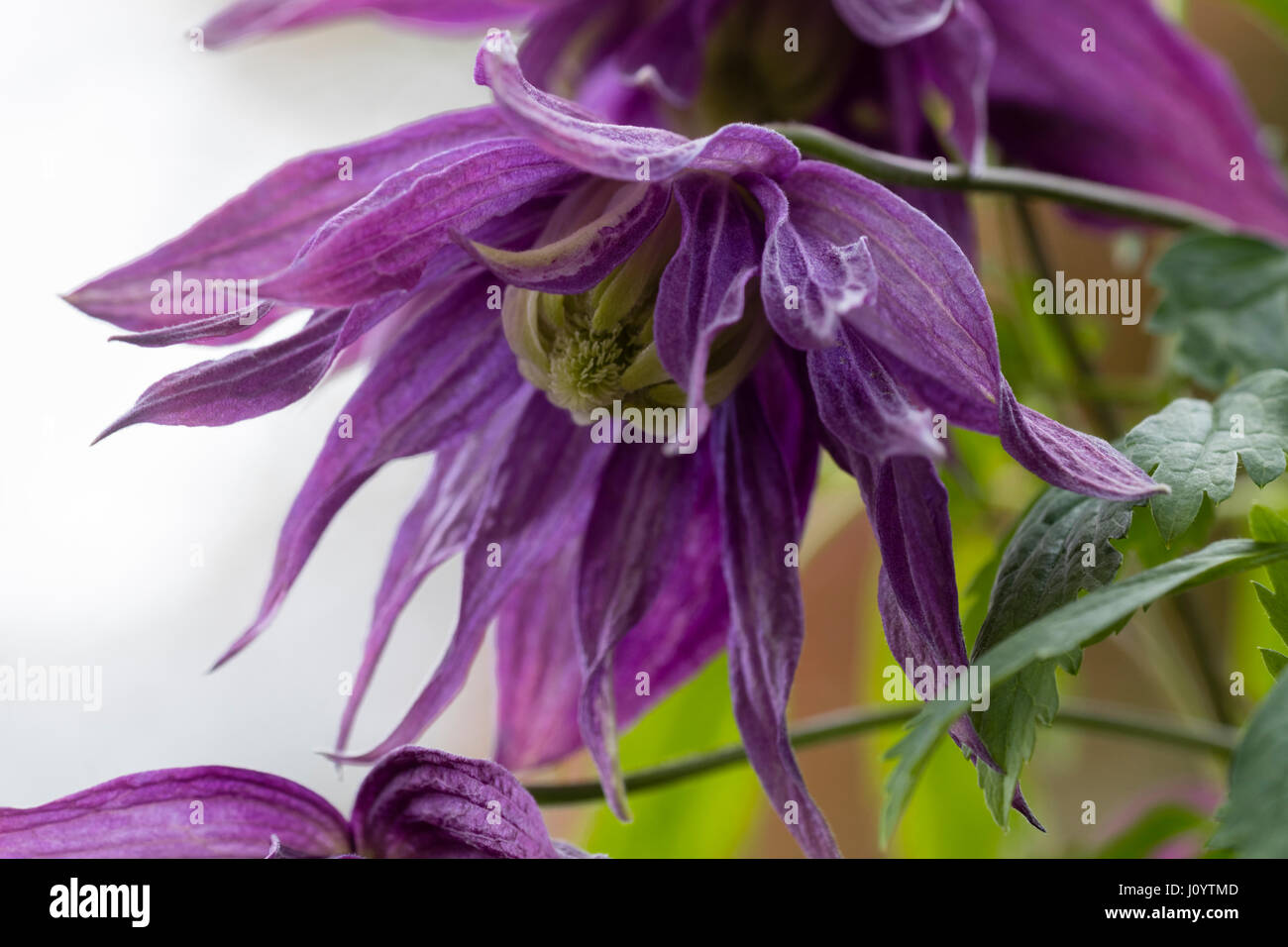 Les fleurs doubles pourpre de la décidue hardy grimpeur, Clematis macropetala 'Monsieur Edward Elgar' Banque D'Images