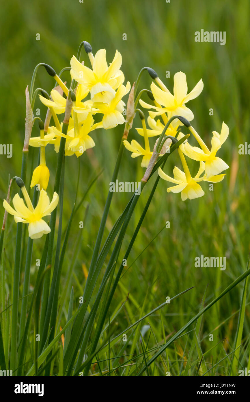 Fleurs de Printemps du type triandrus Narcissus 'Hawera', naturalisé dans l'herbe Banque D'Images
