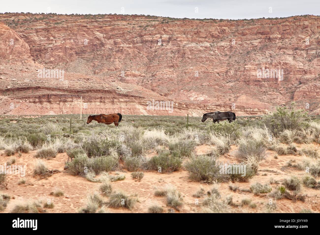 Chevaux sauvages le pâturage dans le National Park, Utah USA Banque D'Images