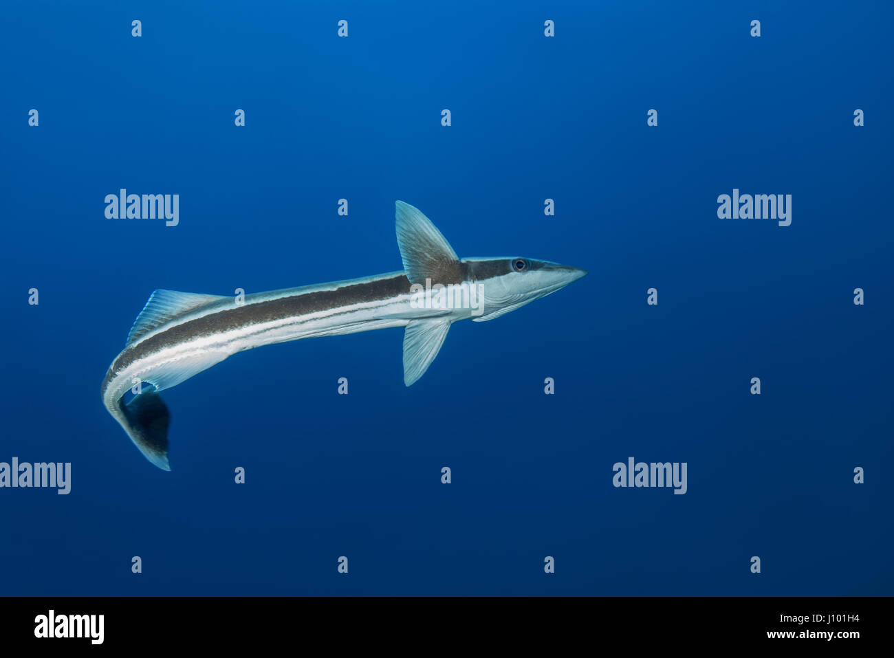 (Echeneis naucrates Remora) dans l'eau bleue, de l'Océan Indien, les Maldives Banque D'Images